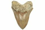 Serrated Fossil Megalodon Tooth - Massive Indonesian Meg #204846-1
